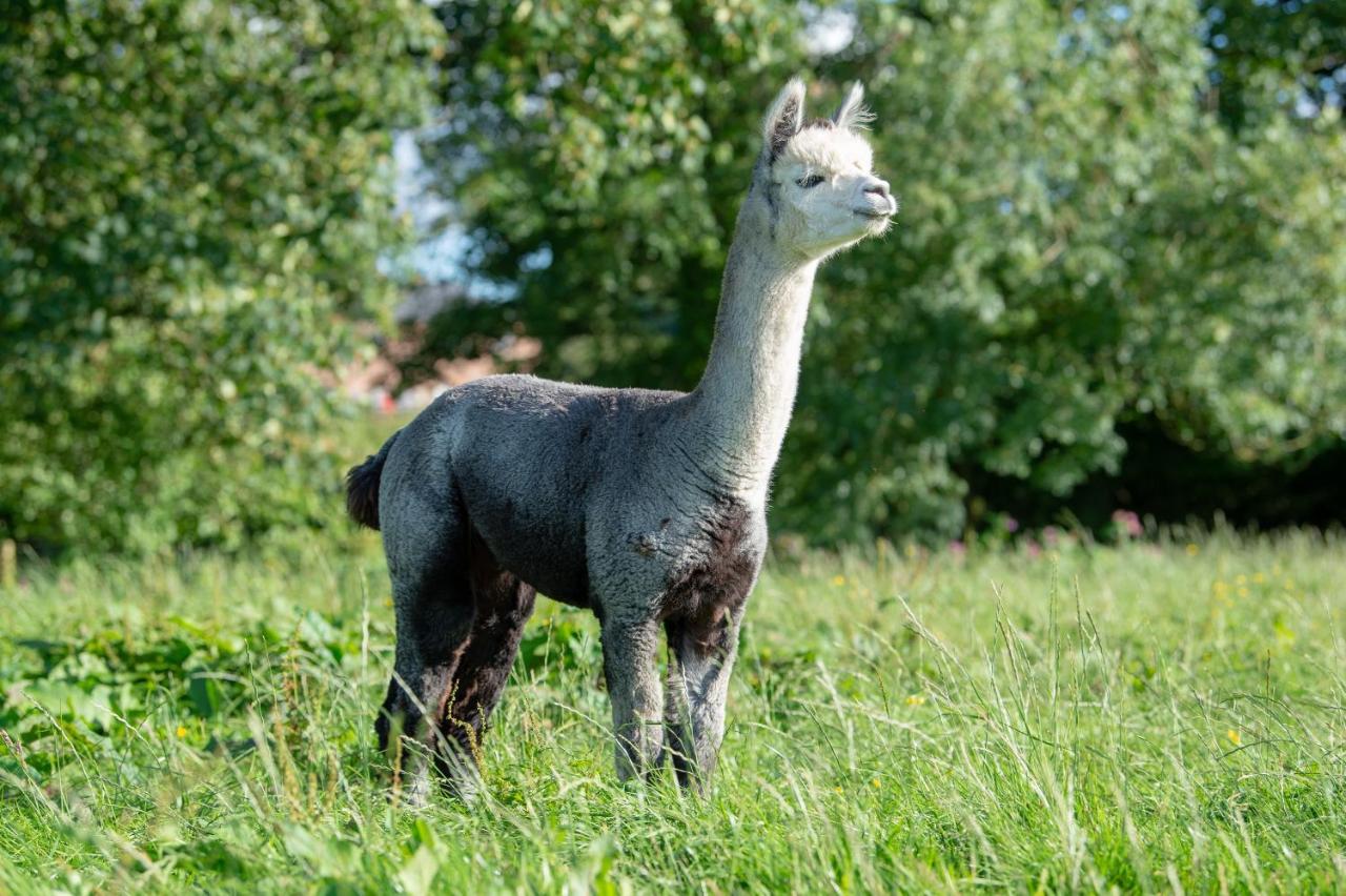Alpaca Fold Villa Preston  Kültér fotó
