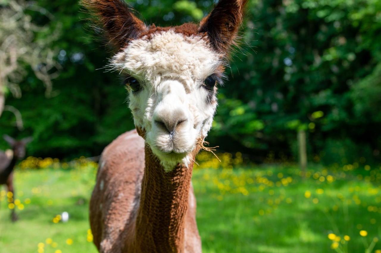 Alpaca Fold Villa Preston  Kültér fotó