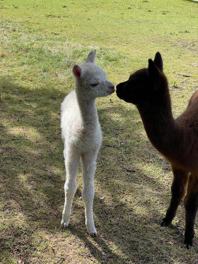 Alpaca Fold Villa Preston  Kültér fotó