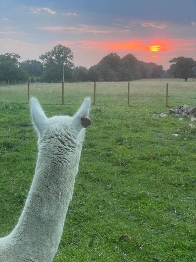 Alpaca Fold Villa Preston  Kültér fotó